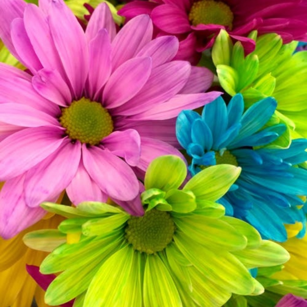 Meet your Posher, Lea